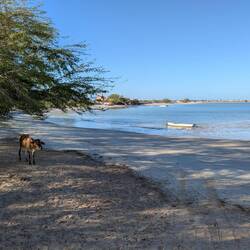 Koeien (en paarden) op het strand