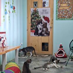 Zufällig an einem Katzenheim vorbeigefahren...