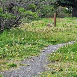 ... wo uns dr Haas "Guet Nacht" seit