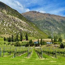 Weinregion in Centre Otago