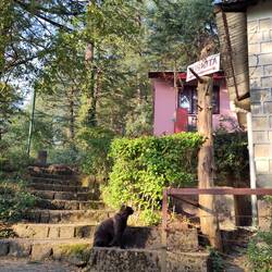 Ob der vielen Hunde nur selten zu sehen