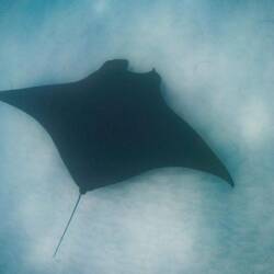 Manta ray