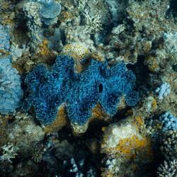 Coral