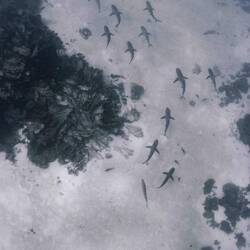 Sharks