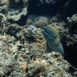Moray eel
