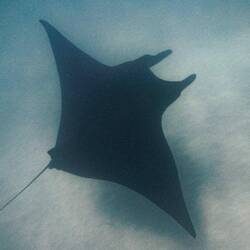 Manta ray
