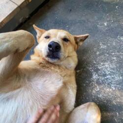 Suger the dog - die alte Hündin vom Resort 🥰