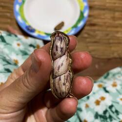 Gedünstete Erdnüsse