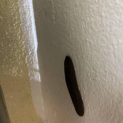 Die Schnecke "Scheremie", wo in unserem Badezimmer gelebt hat