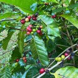 Kaffeebaum und die Kaffeebeeren waren echt lecker!