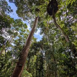Wieder die riesen Kiefern