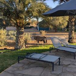 Oryx spaziert um den Pool, allerdings sollte man von den Tieren Abstand halten.