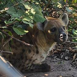 Eine Hyäne. Aus der Nähe schon sehr bedrohlich