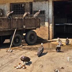 Am Schlachthaus des Tiermarktes warten die Geier auf die Schlachtreste.