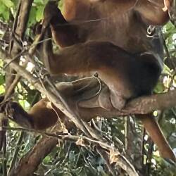 Der präsentierte sich im Abuko-Park