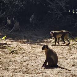 Die meisten Affen laufen hier frei herum