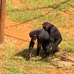 Kumpels hängen zusammen