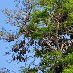Flughunde hängen wie reife Früchte im Geäst