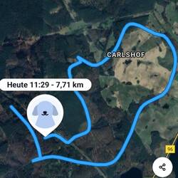 Jaga mit Hetze auf gebrächkranke Sau. Leider erfolglos...