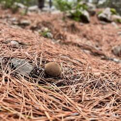 ..mich über die ersten Schwammerl stolpern lassen.