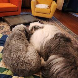 The dogs chillin'