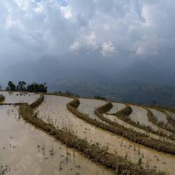 Rice fields