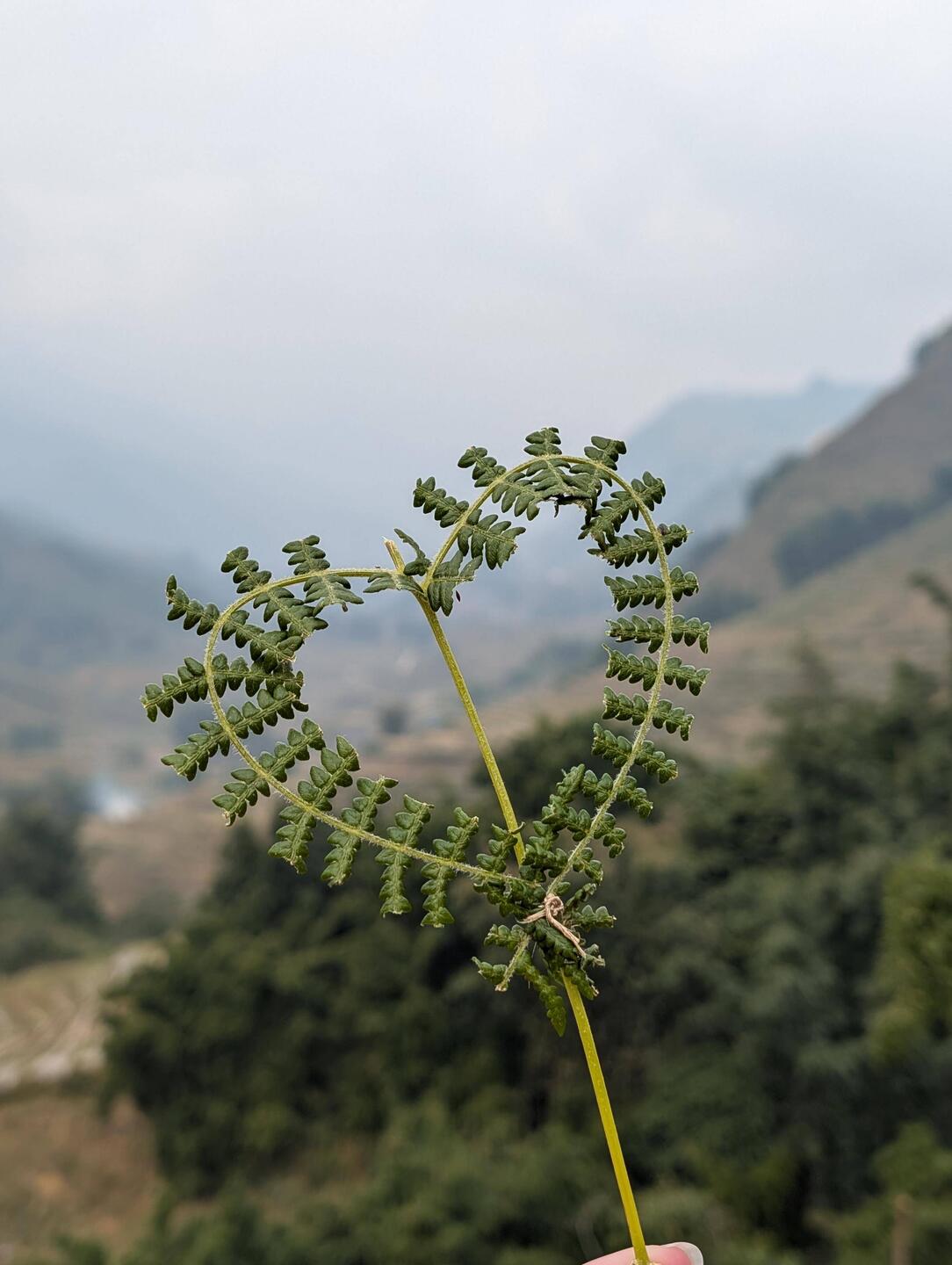 Handmade Fern-Heart