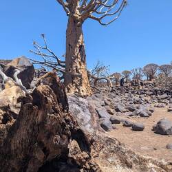 Sie blühen nach 15 Jahren.