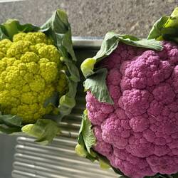 Zutaten für das Abendessen