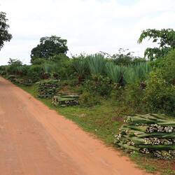 Sisal-Ernte