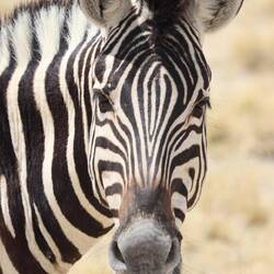 Was für ein Gesicht!