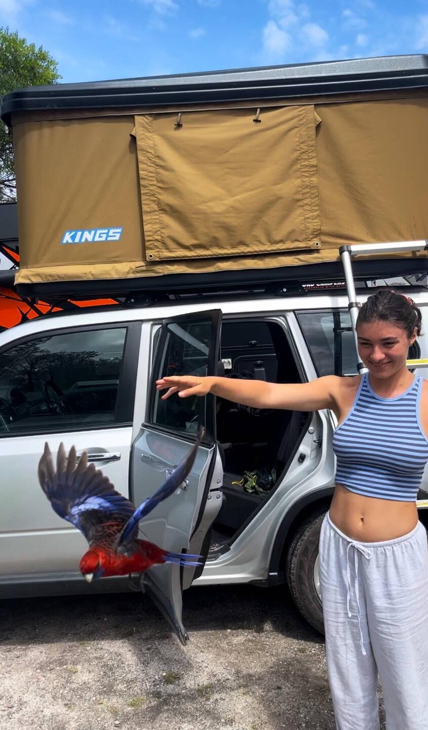 Die Papagein sind so zutraulich und deren Farben sind unfassbar schön