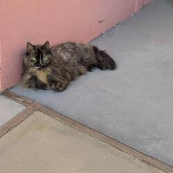 Hotel cat