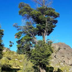 Many trees have strange shapes as a consequence of the strong wind here.