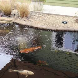 Koi fish in a huge pond in a front yard