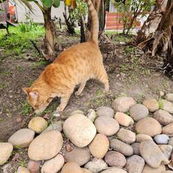 First cat we've seen! Tons of dogs