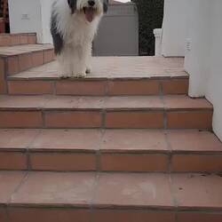 Chester's fetch routine several times a day. He barks when he's ready to play