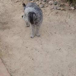 Mikey is so calm, meanders around the yard then picks a spot to lay down