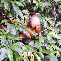 Squirrel Monkey = Mono Ardilla/Squirr