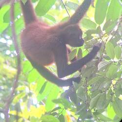 Spider Monkey = Mono Araña