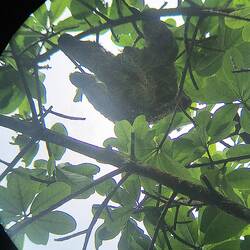 Sloth = Faultier = Ranura