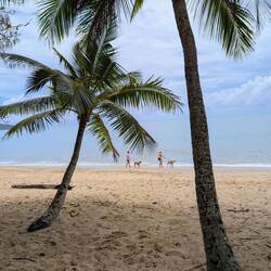 Palm Cove Hundestrand