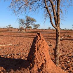 Termiten bauen auch im roten Sand