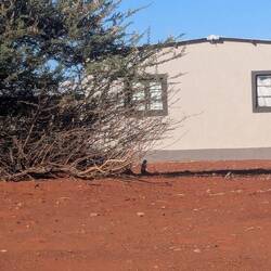 Erdhörnchen bauen sich Höhlen in der Erde.