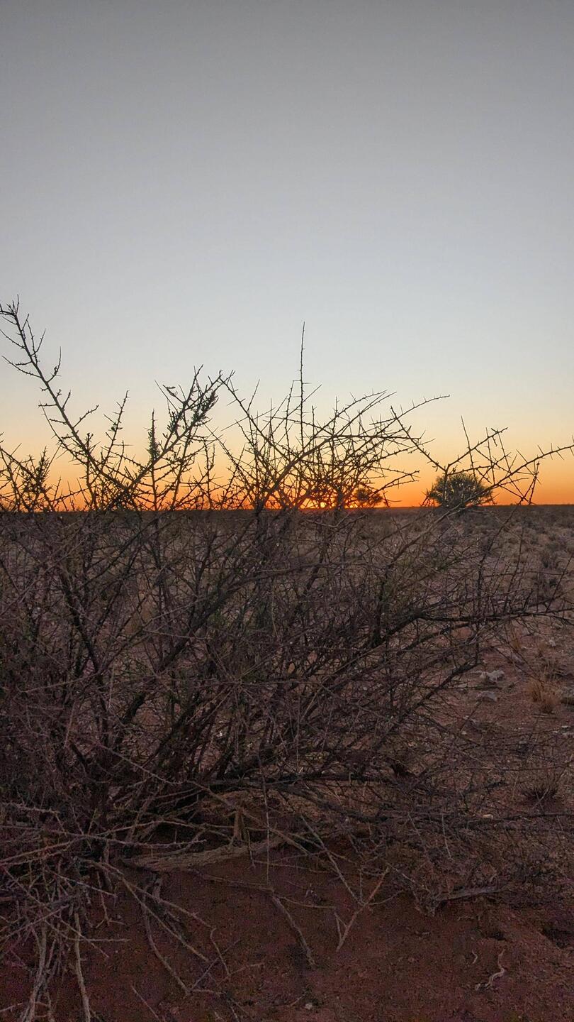 Dornenstrauch Savanne