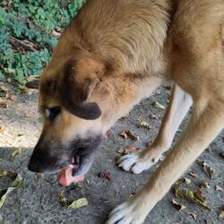 And his older buddy enjoying the treat