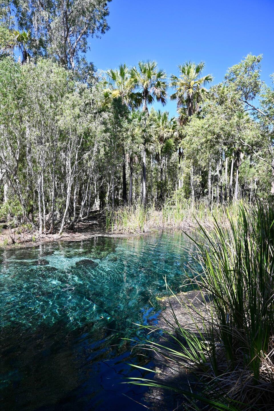 Bitter Springs