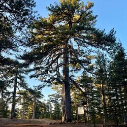 ..500 Jahren alten Schwarzkiefer vorbei!