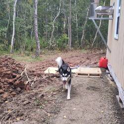 Lobo kommt unsere Matschpfütze besuchen