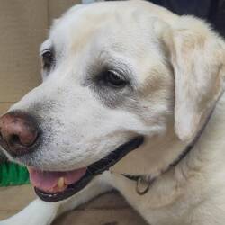 Taubes Mäuschen (Daisy)